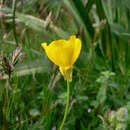 Image of Ranunculus velutinus Ten.