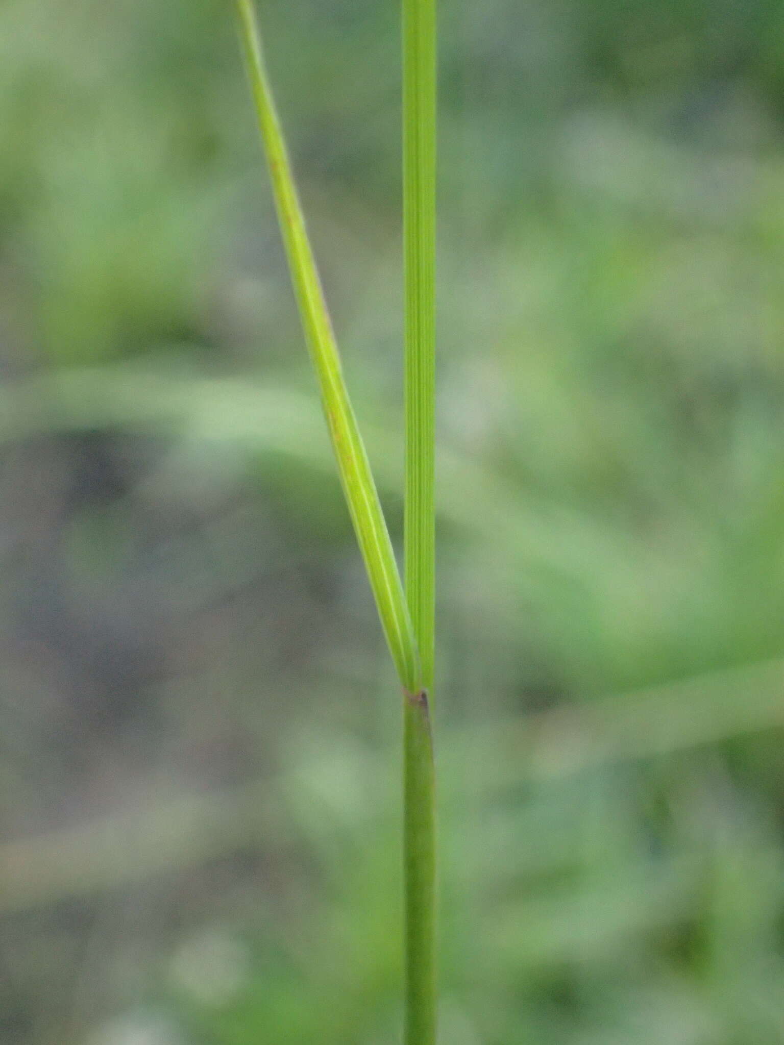 Dichelachne micrantha (Cav.) Domin resmi