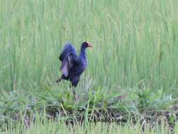 Image of Black-backed Swamphen