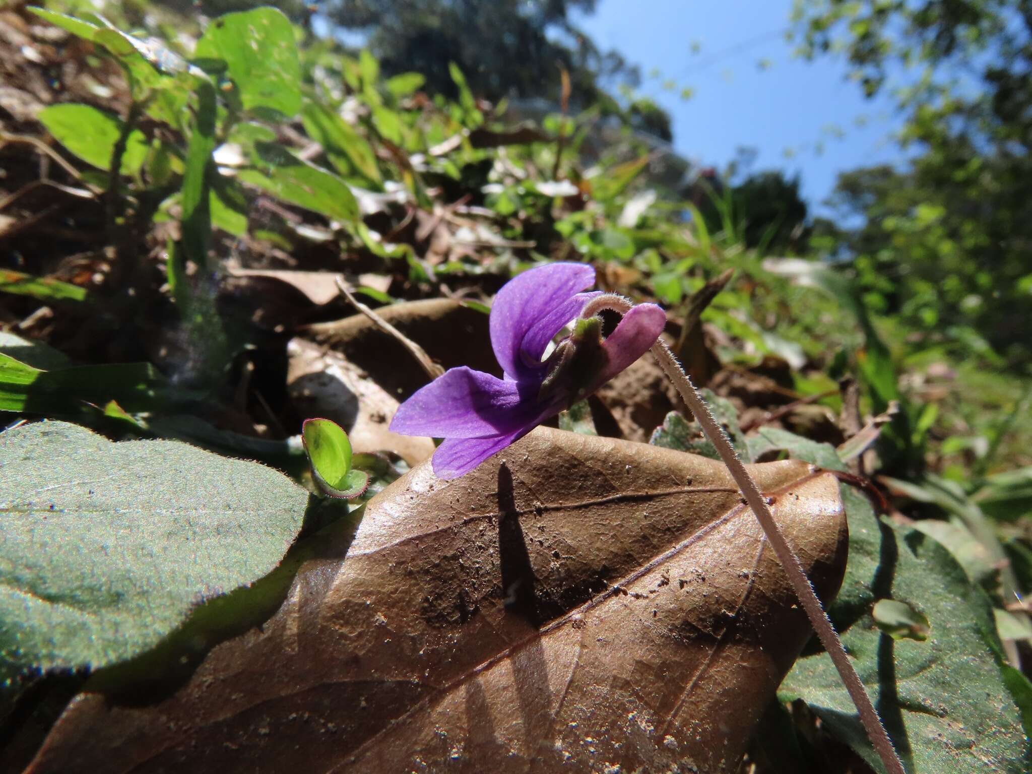 Image of Viola prionantha subsp. confusa (Champion ex Benth.) Y. S. Chen
