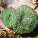Image of Doughnut Coral