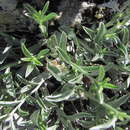 Imagem de Convolvulus calvertii subsp. ruprechtii (Boiss.) J. R. I. Wood & Scotland