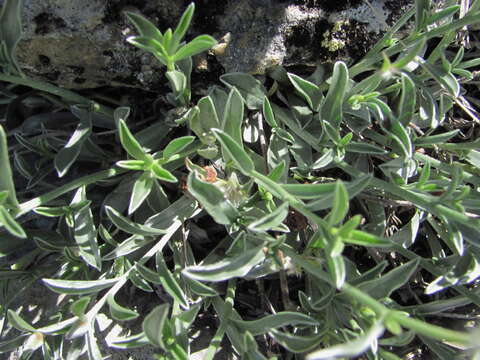 Image de Convolvulus calvertii Boiss.