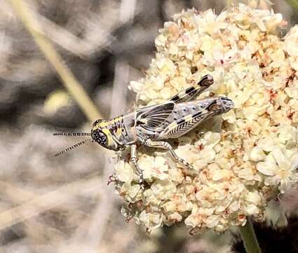 صورة Poecilotettix sanguineus Scudder & S. H. 1897