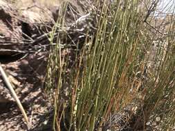 Image of Green Ephedra