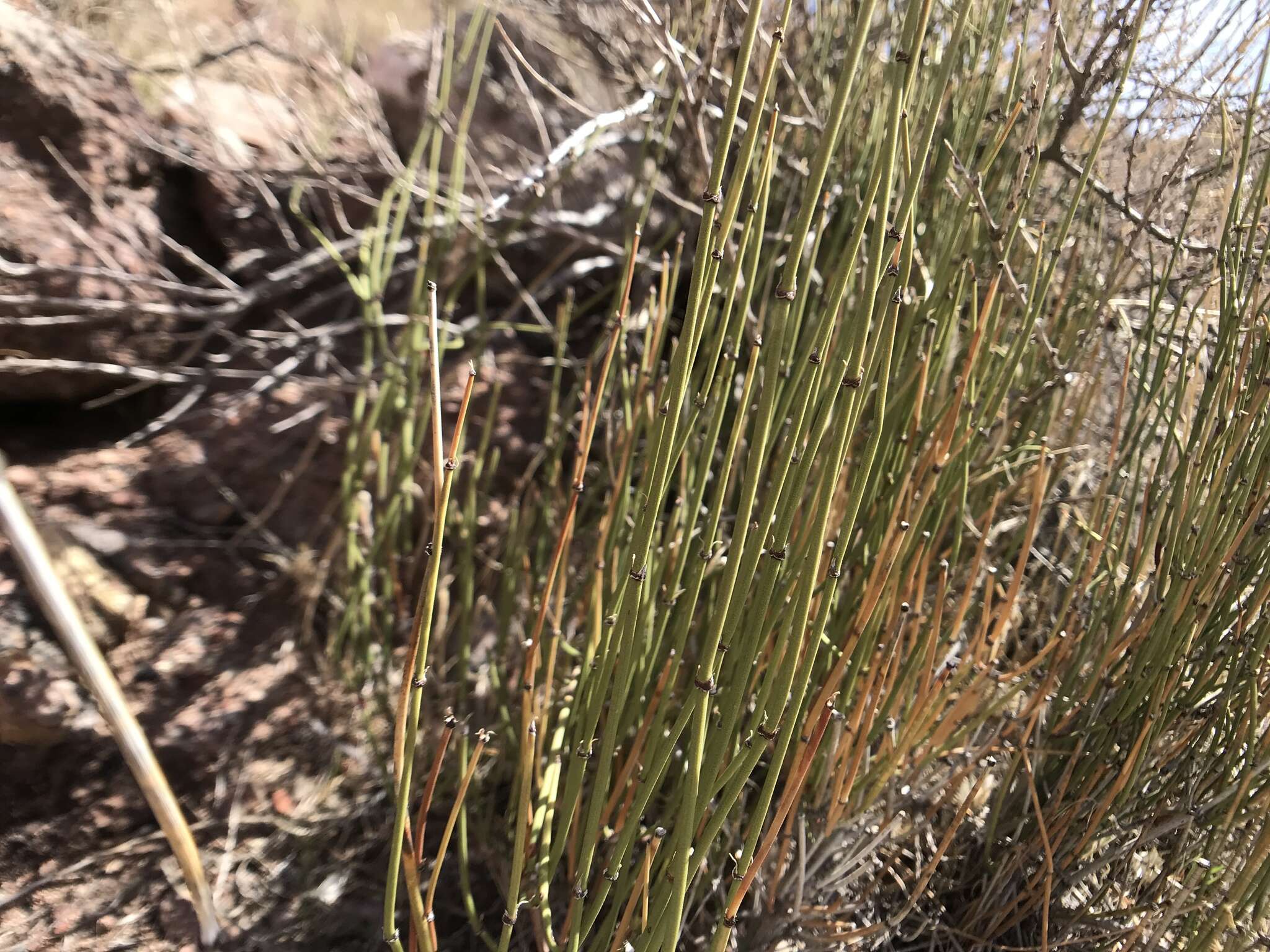 Image of Green Ephedra