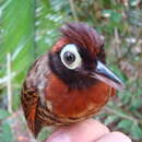 Image of Harlequin Antbird