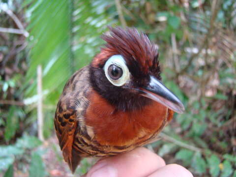 Image of Harlequin Antbird