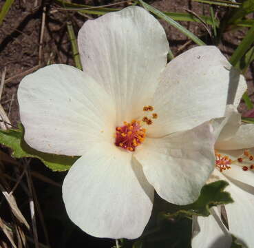 Image of Hibiscus aethiopicus var. aethiopicus