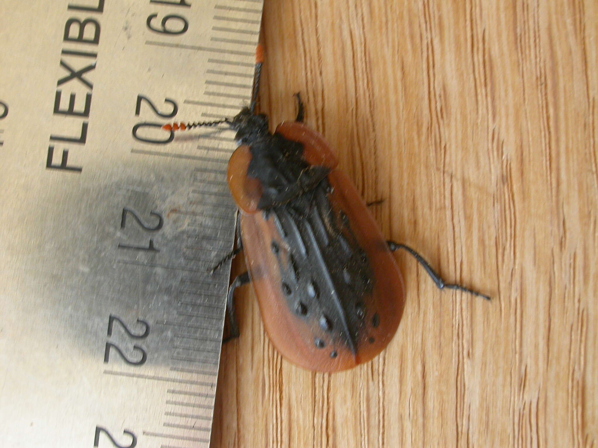 Image of Ptomaphila