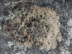 Image of fragile ball lichen