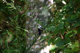 <i>Turdus niveiceps</i>的圖片