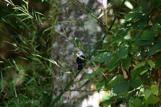 Imagem de <i>Turdus niveiceps</i>