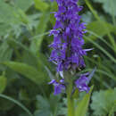 Image of Dactylorhiza euxina (Nevski) Czerep.