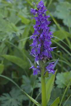 Imagem de Dactylorhiza euxina (Nevski) Czerep.