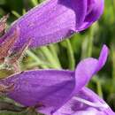 Image of stickystem penstemon