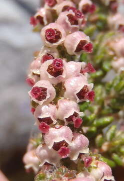 Image of Erica cordata var. cordata