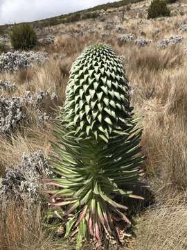 Imagem de Lobelia deckenii subsp. deckenii