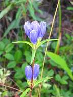 Imagem de Gentiana linearis Froel.