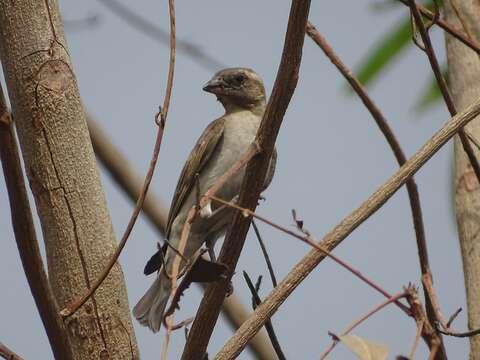 Image of Bush Petronia