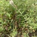 Image of slimspike prairie clover