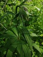 Image of Lilium martagon var. pilosiusculum Freyn