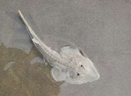 Image of Grey guitarfish