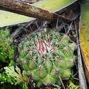 Plancia ëd Thelocactus conothelos subsp. conothelos