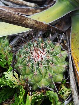 Sivun Thelocactus conothelos subsp. conothelos kuva