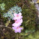 Image of Saxifraga dinnikii Schmalh. ex Akinfew