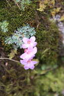 Image of Saxifraga dinnikii Schmalh. ex Akinfew