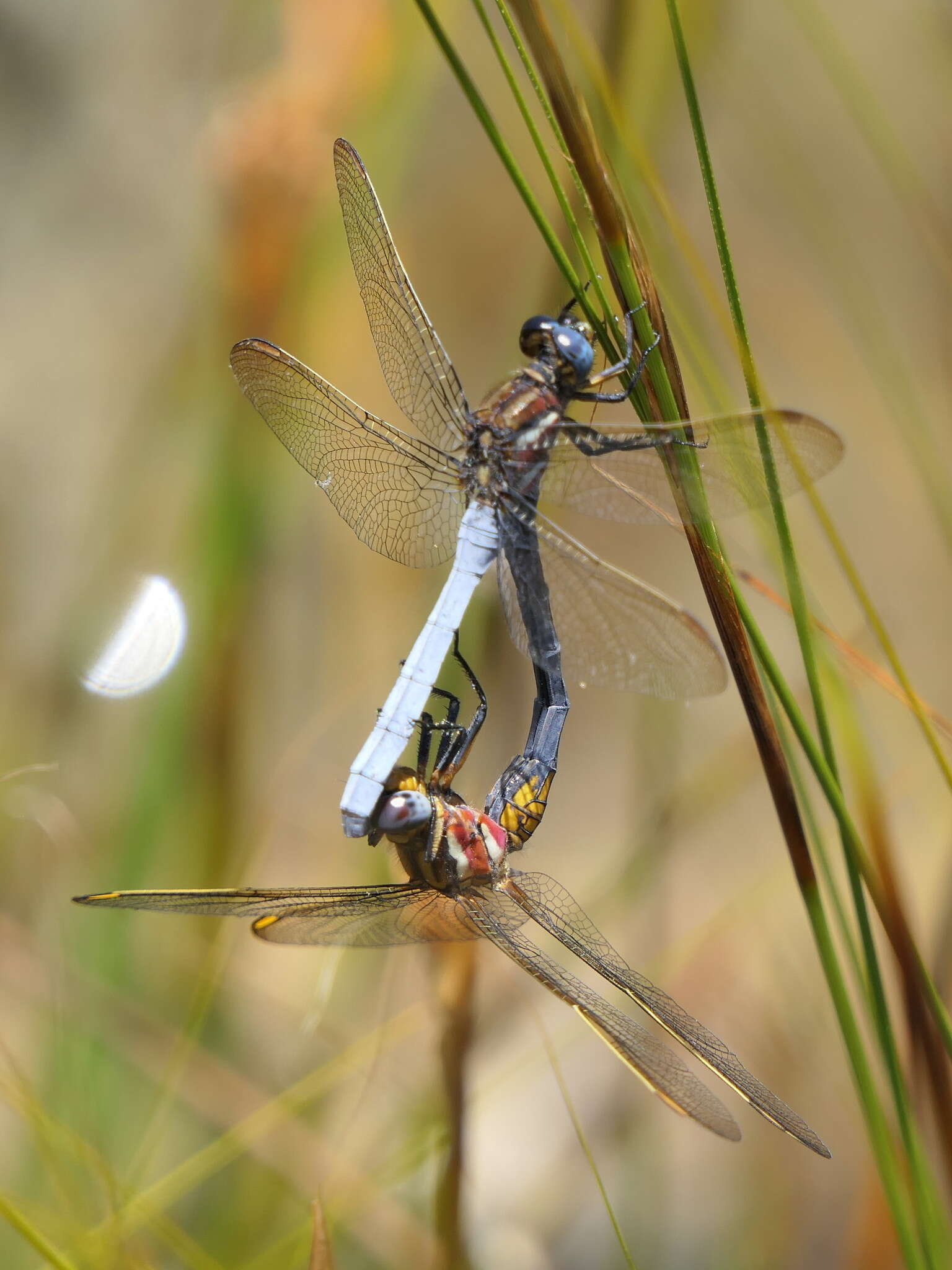 Image of Elusive Skimmer