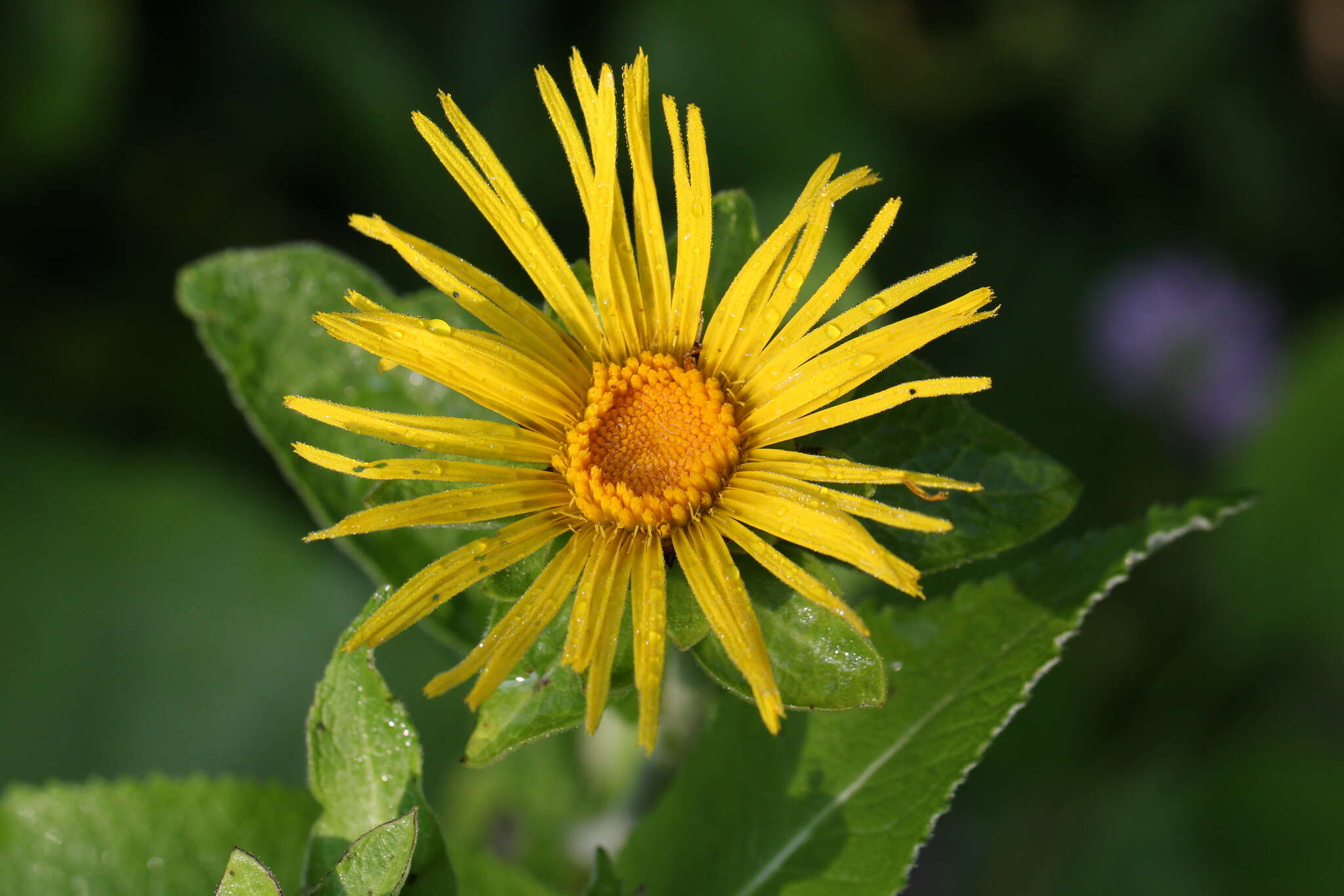 Inula helenium L. resmi