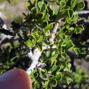 Sivun Searsia burchellii (Sond. ex Engl.) Moffett kuva
