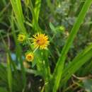 Imagem de Inula japonica Thunb.