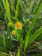 Imagem de Inula japonica Thunb.