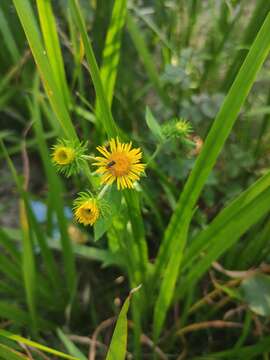 Image of Inula japonica Thunb.