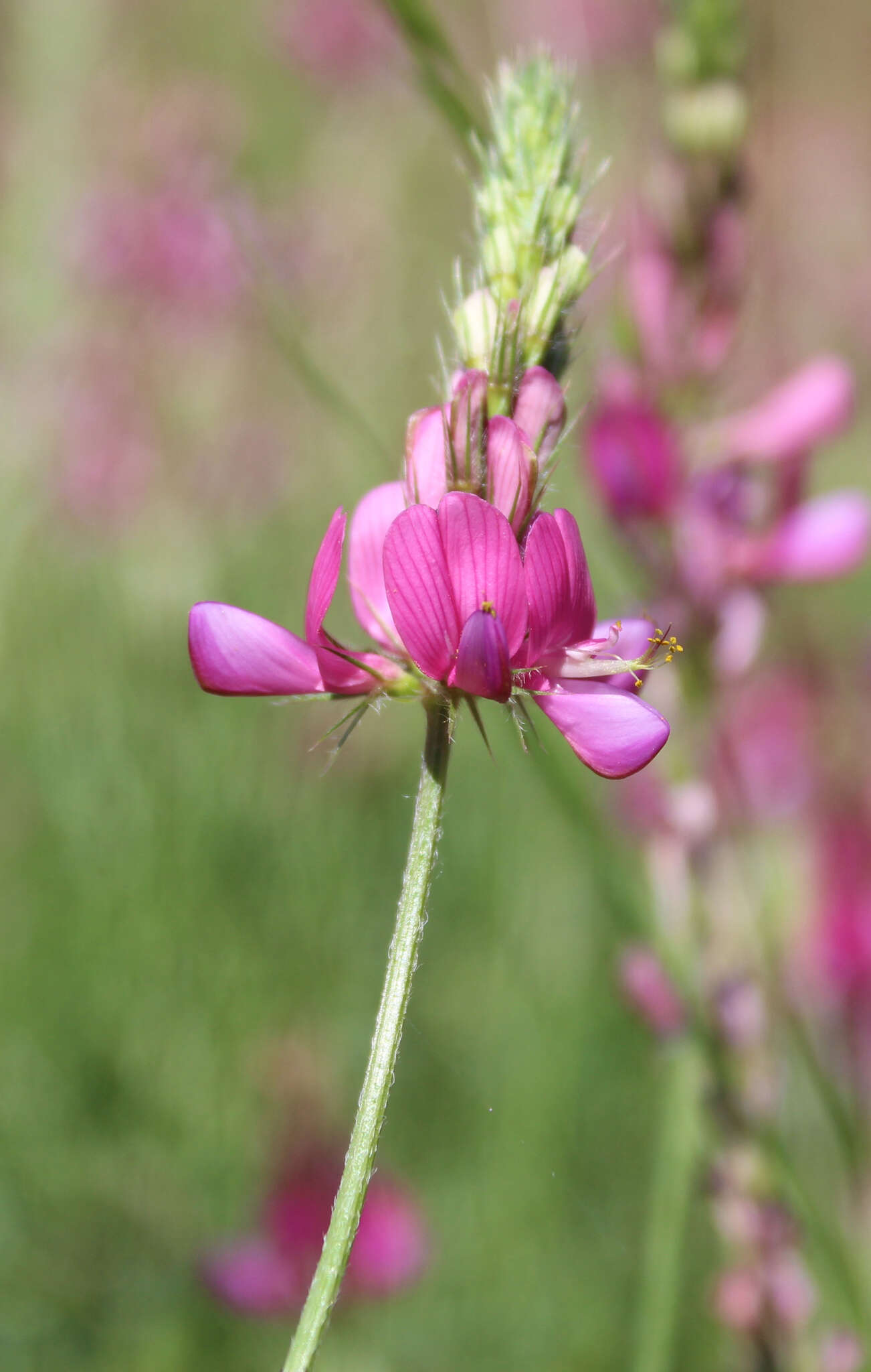 Onobrychis dielsii (Sirj.) Vassilcz.的圖片