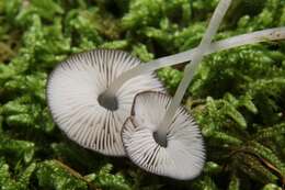 Image of Pluteus thomsonii (Berk. & Broome) Dennis 1948