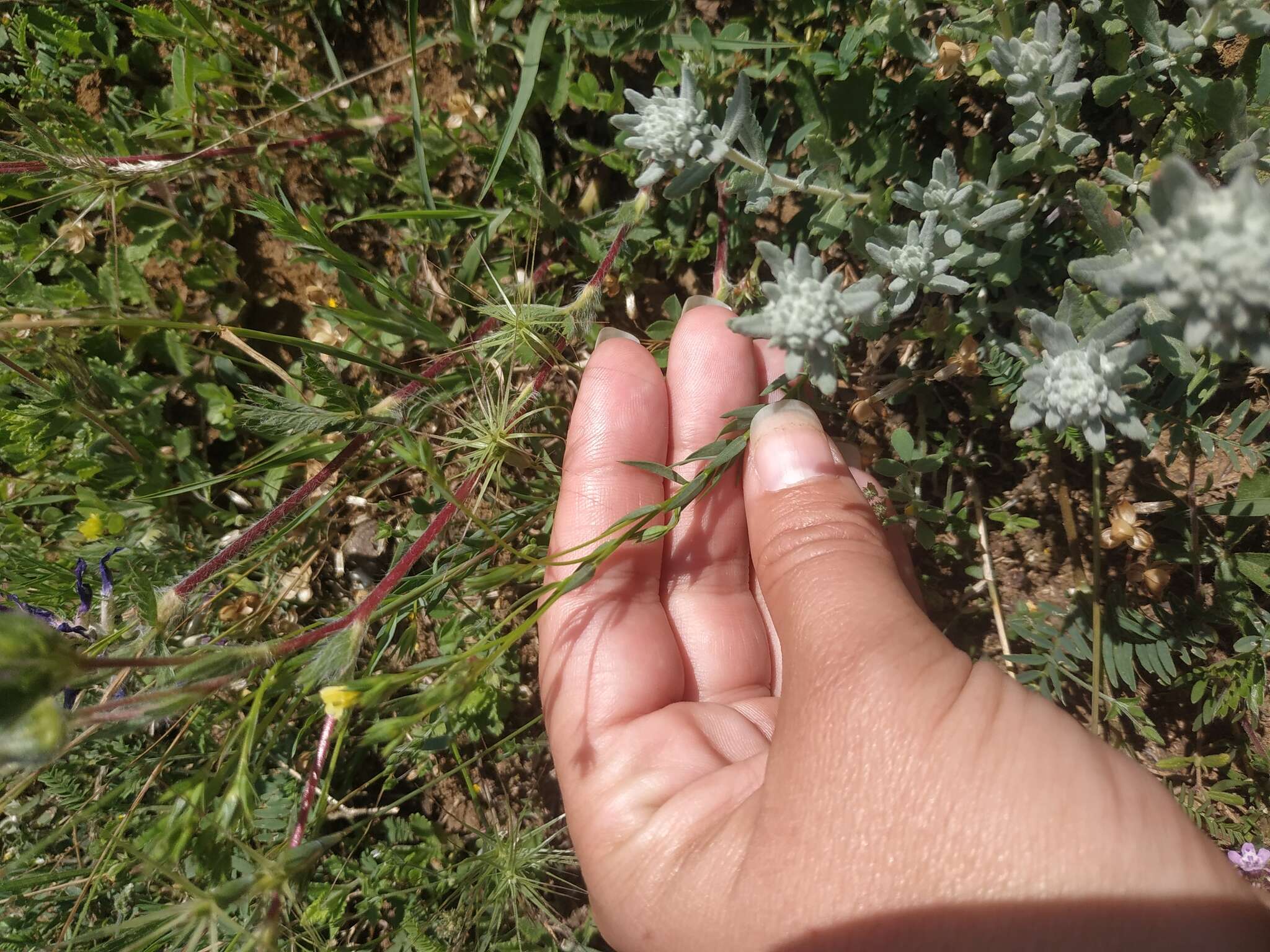 Linum corymbulosum Rchb. resmi