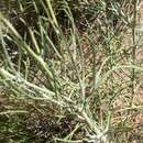 صورة <i>Senecio <i>flaccidus</i></i> var. flaccidus