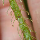 Image of birdcatching sedge