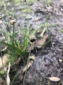 Image of Ficinia indica (Lam.) H. Pfeiff.