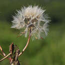 صورة Scorzonera albicaulis Bunge