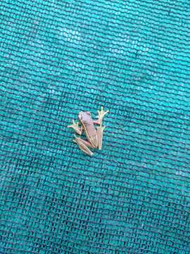 Image of Boulenger's Tree Frog