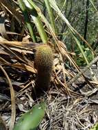 Image of Mammillaria eriacantha Link & Otto ex Pfeiff.