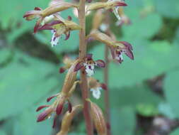 Image of Corallorhiza maculata var. maculata