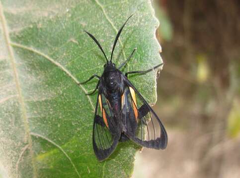 Image of Dinia subapicalis Walker 1854