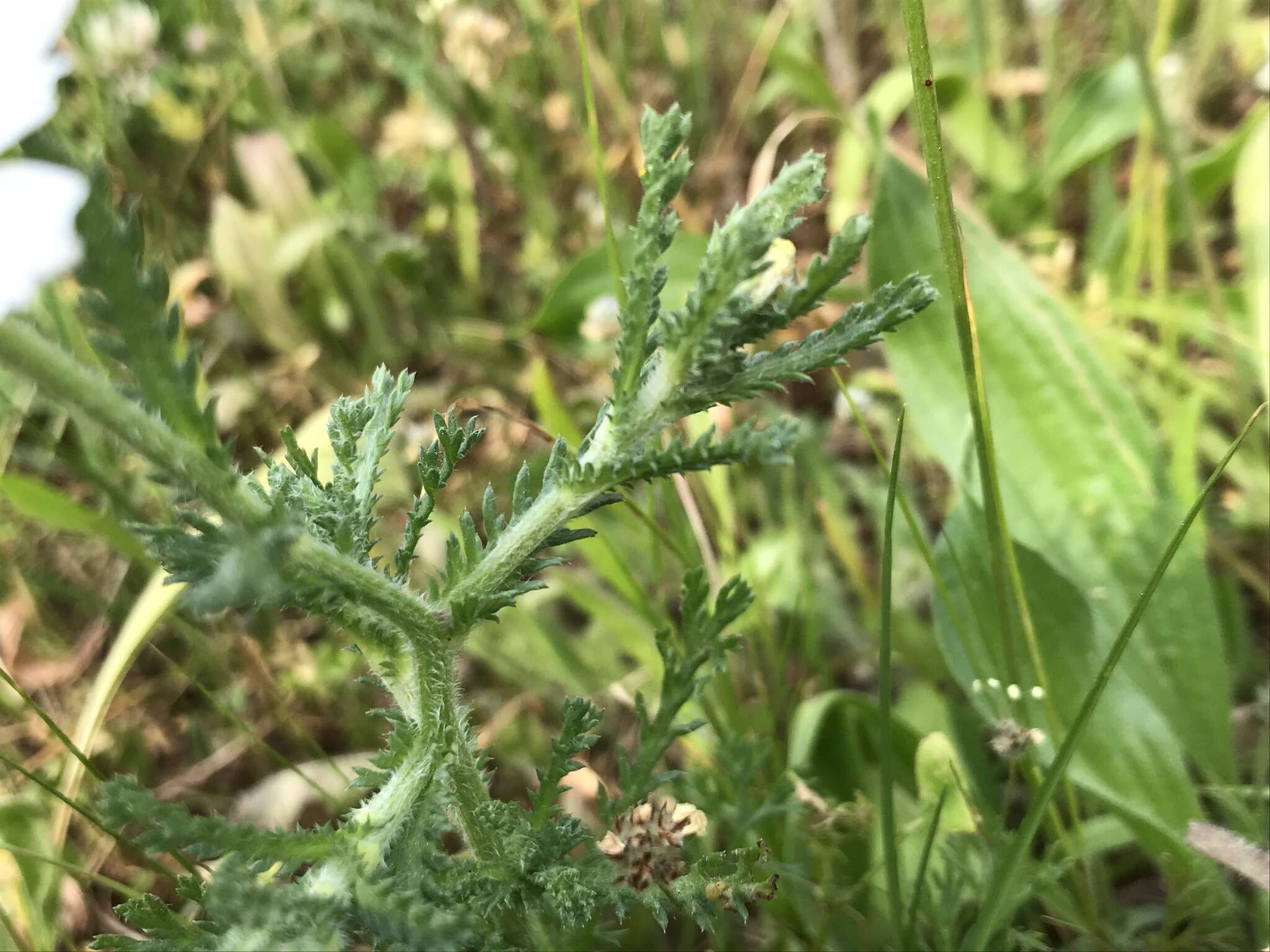 亚美利菊的圖片