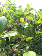 Image of Highbush blueberry